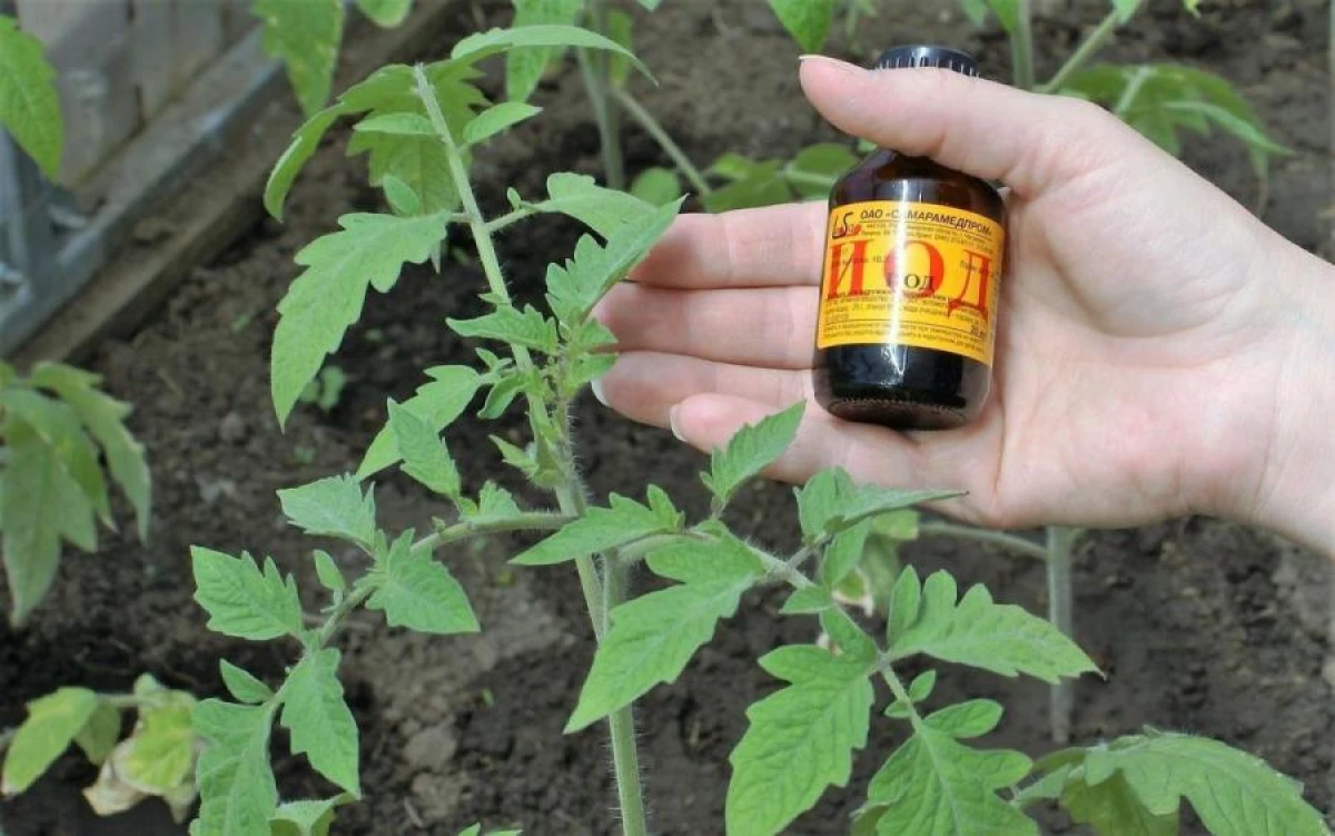 Feeding Plants with Iodine: Myths and Reality