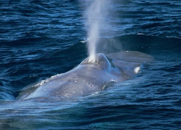 Why Does a Whale Create a Fountain?