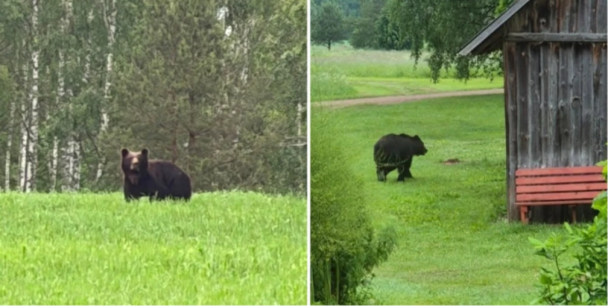 Медведь у дома