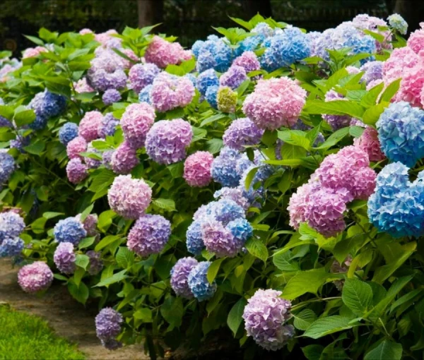 Five Beautiful and Unpretentious Plants for Shaded Areas of the Garden