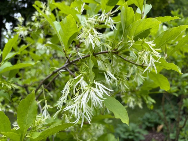 Снежноцвет виргинский (Chionanthus virginicus)