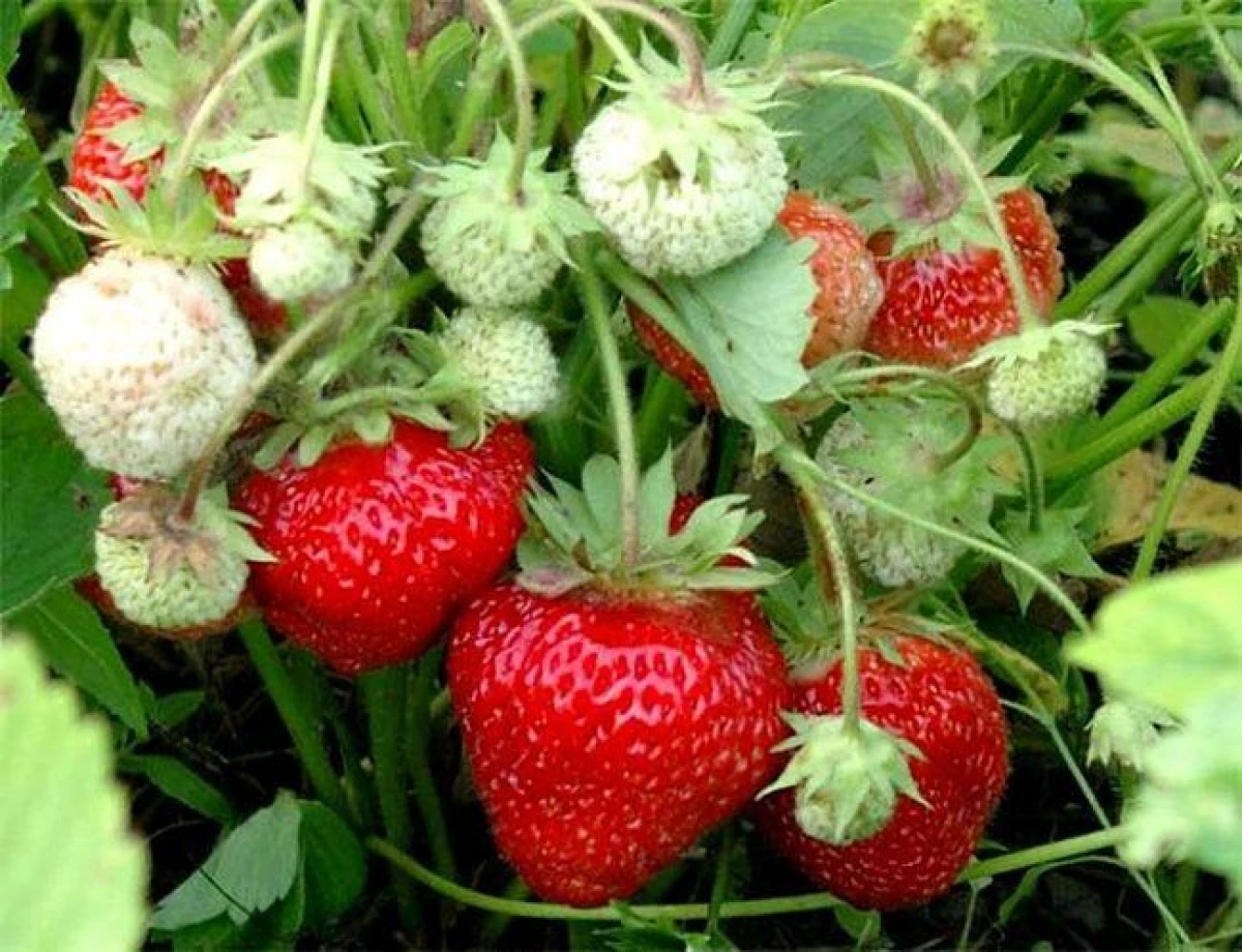 Three Main Signs That Strawberry Bushes Need to Be Replaced