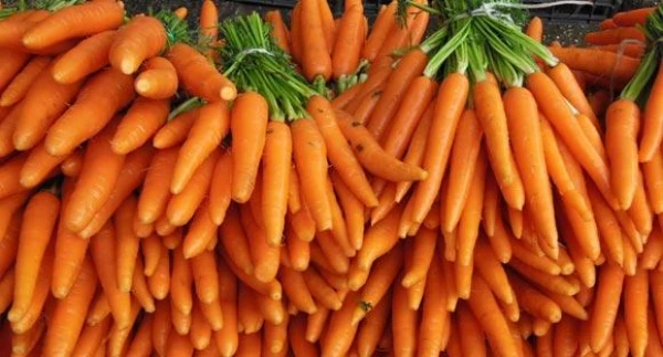 Plant Them After Cucumbers: Plants for an Ideal Harvest