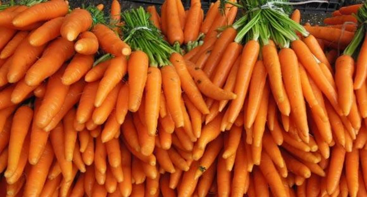 Plant Them After Cucumbers: Plants for an Ideal Harvest
