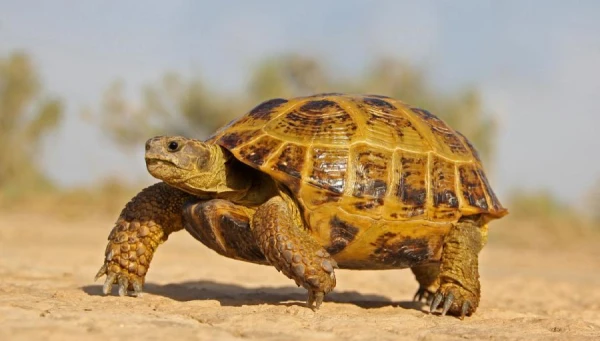 How long do turtles live?