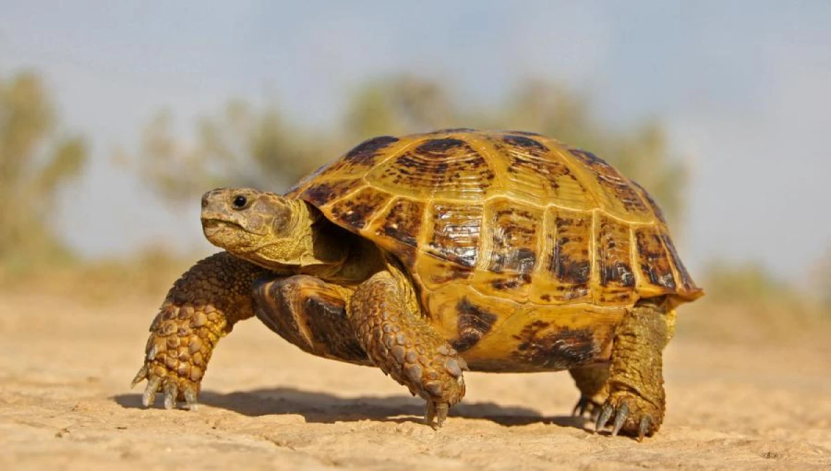 How long do turtles live?