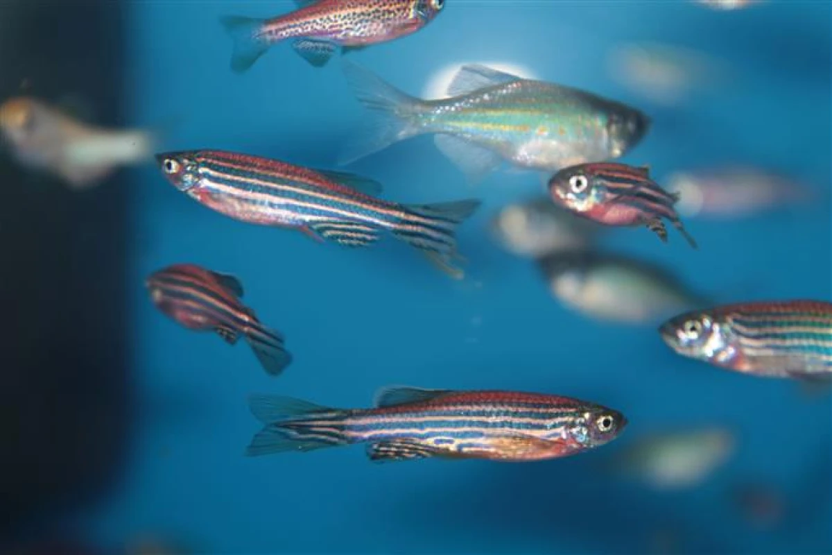 Why Fish Don't Freeze?