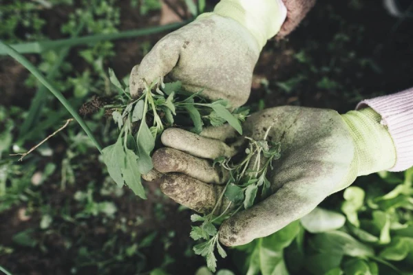 11 Ways to Get Rid of Weeds in the Garden