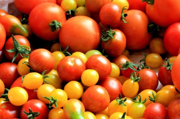 How to Increase Tomato Yields: Effective Fertilizer for Vegetables