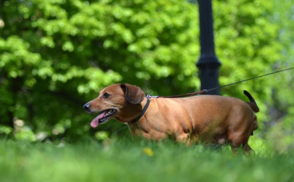 Why Dogs Eat Dirt: Expert Explanations