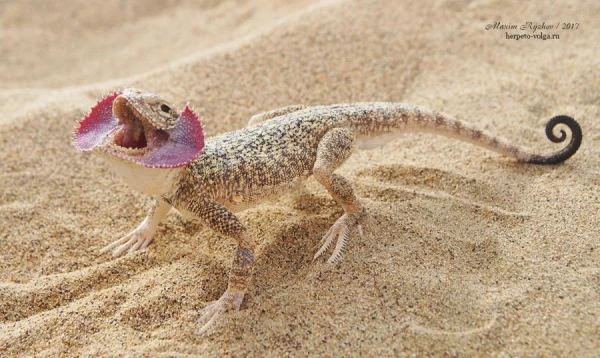 Why Do Lizards Have Red 'Collars'?