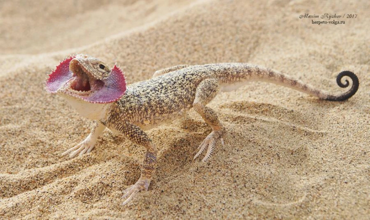 Why Do Lizards Have Red 'Collars'?