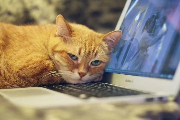Why Cats Scratch Furniture: Scientists' Opinion