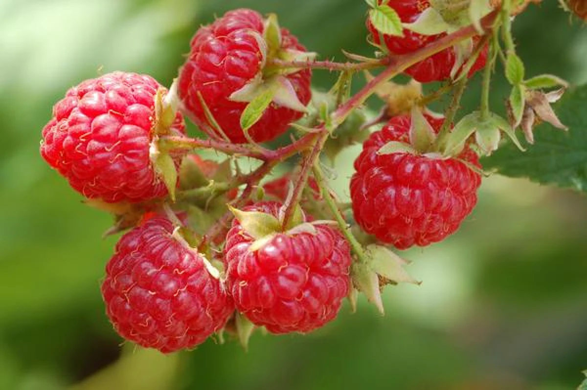 How to Increase Raspberry Yields with Simple Agricultural Practices