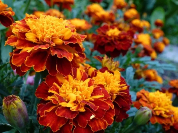 Plants That Will Help Get Rid of Ticks in Your Garden