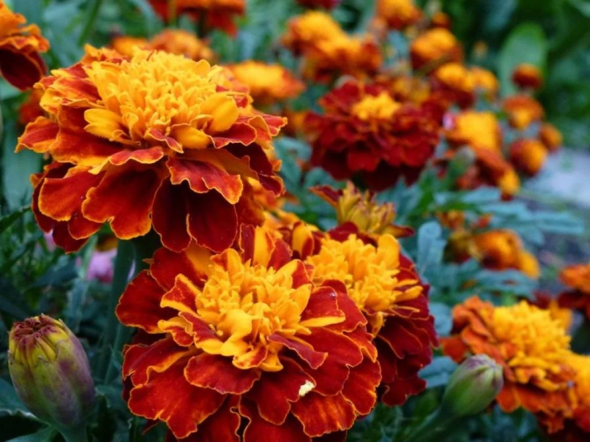 Plants That Will Help Get Rid of Ticks in Your Garden