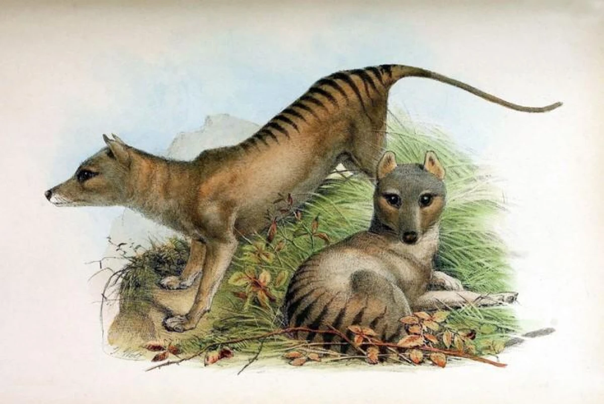 Australia Plans to Revive the Thylacine