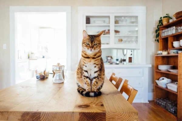 Why Cats Growl While Eating: Unexpected Reasons from Experts