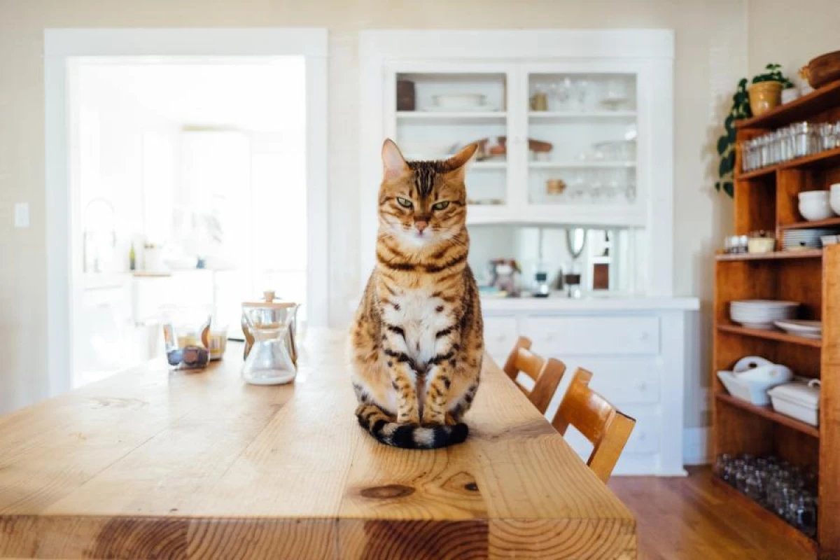 Why Cats Growl While Eating: Unexpected Reasons from Experts