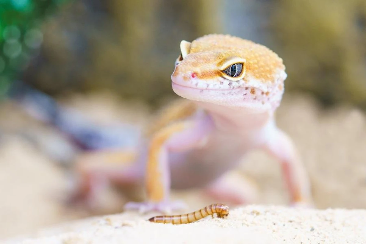 Why Lizards Can Regrow Their Tails?
