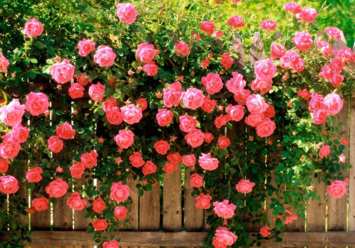 Secret Fertilizer for Roses: How to Achieve Abundant and Lush Blooming