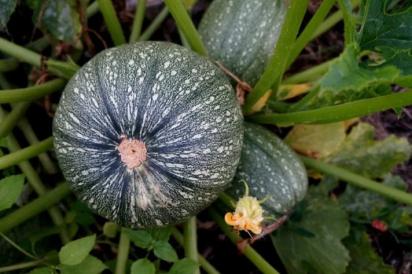 How to Properly Fertilize Zucchini During Flowering and Fruiting