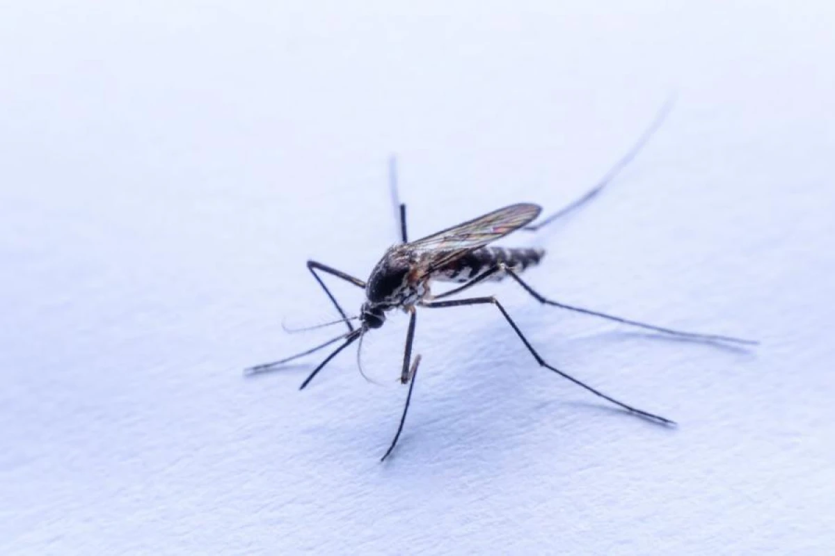 Plants That Repel Mosquitoes on the Balcony and in the Garden: Tips from Gardeners