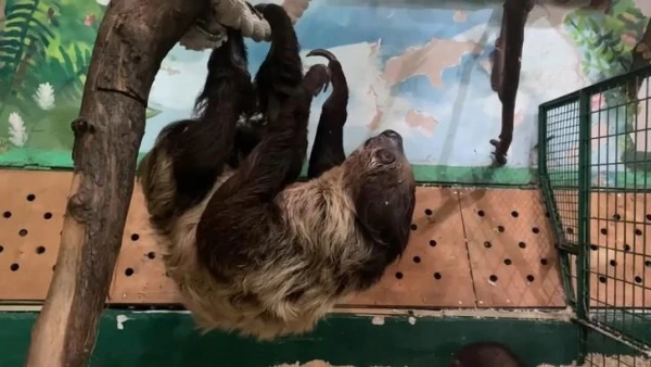 Why Do Sloths Often Hang Upside Down?