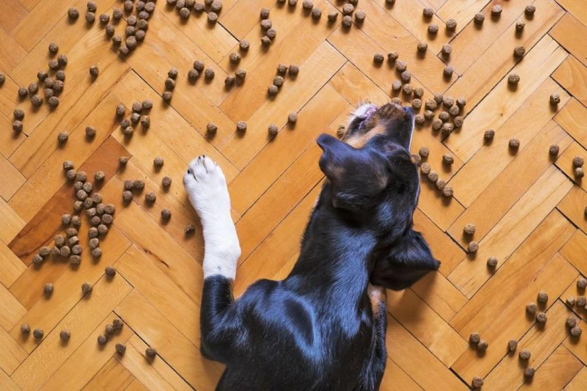 Reasons Why Dogs Bark at Night