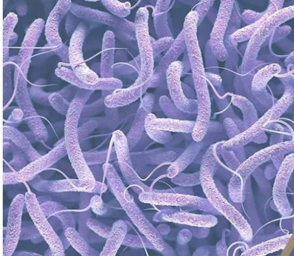 Бактерии Vibrio