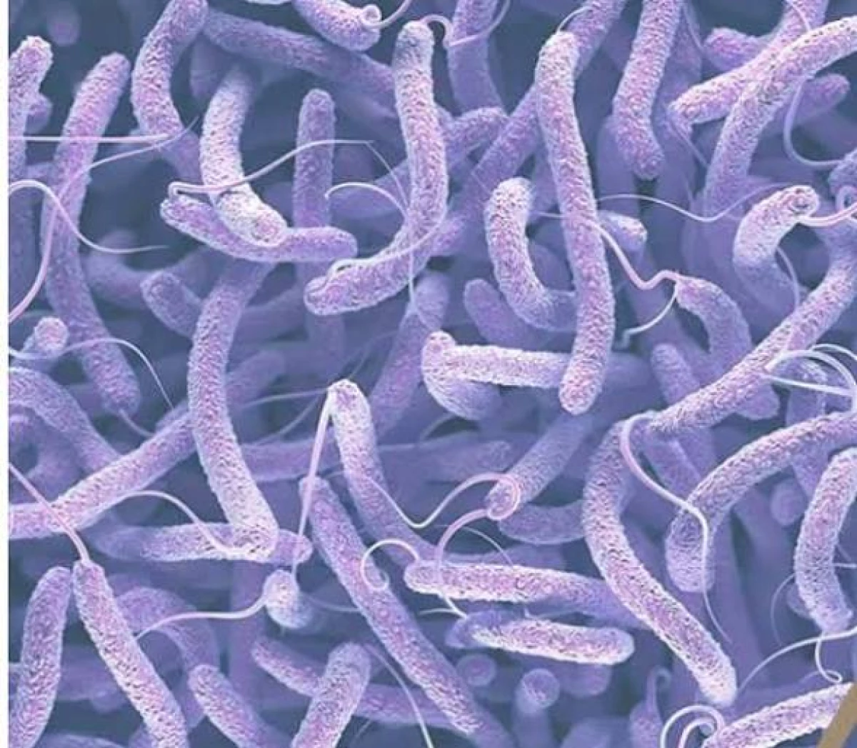 Бактерии Vibrio