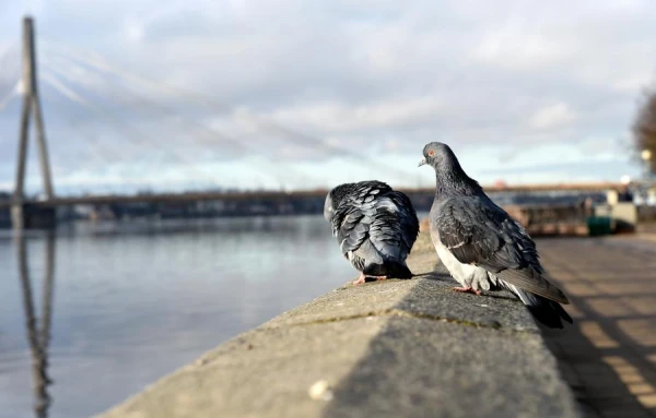 How do pigeons drink water without raising their heads?