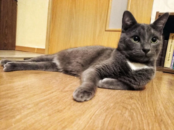 Is it safe to play with a cat using a laser pointer for its eyes?