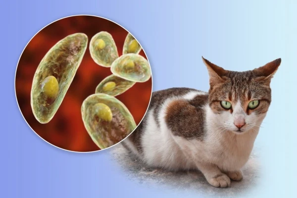 Scientists urge WHO to recognize toxoplasmosis as a neglected infection due to its global spread
