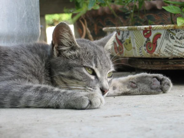 Cats Behave Differently in the Presence of Humans and When Alone