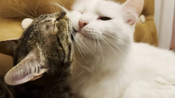 Why do cats groom each other?