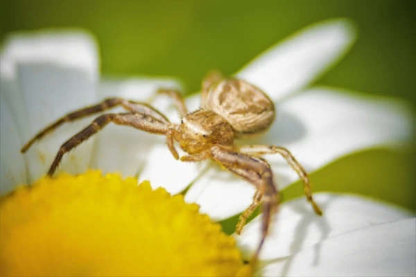 The Teamwork of Spiders Remarkably Changes Their Brains