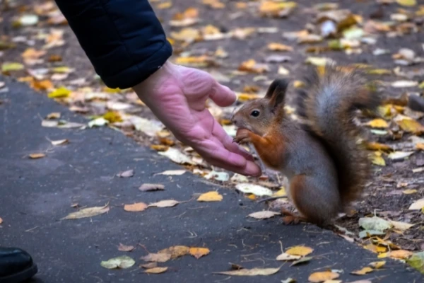 Why the Presence of People Hinders Urban Squirrels from Thinking Quickly?