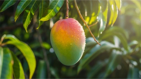 Mango Reduces the Risk of Developing Diabetes