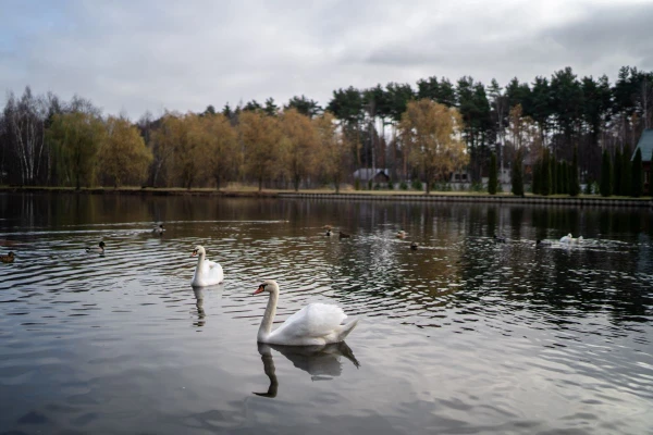 The first case of avian influenza in wild birds this year identified in Latvia