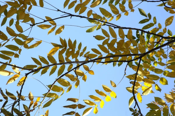 Latvia will be under the influence of a vast anticyclone on Thursday