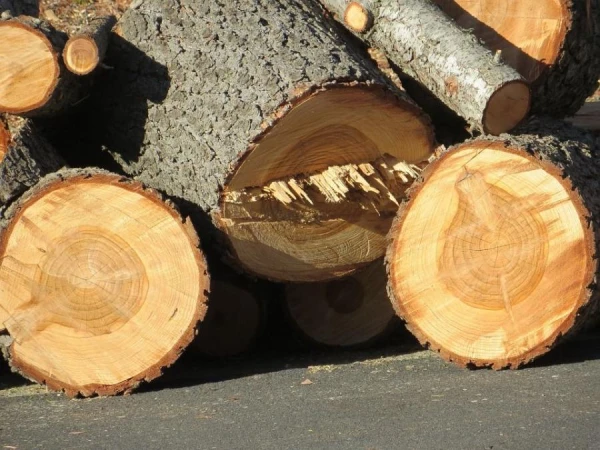 «Homework not done»: Minister against hasty increase in logging