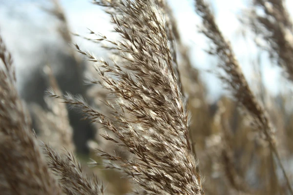 A man lost in the reeds in a marshy area was rescued in Mežaparks at night