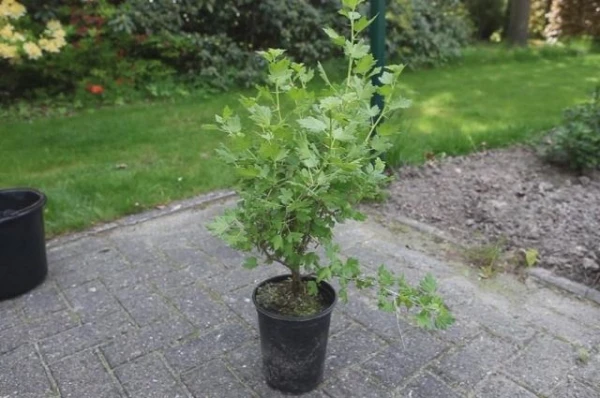 How to Properly Plant Berry Bushes. A Gardener«s Alphabet