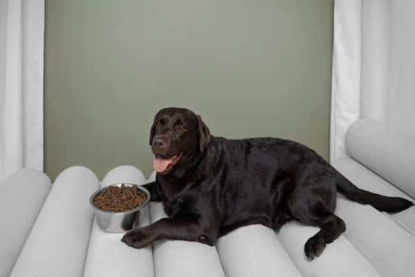 Dog Owner in Finland Charged with Cruelty Due to Pet«s Obesity