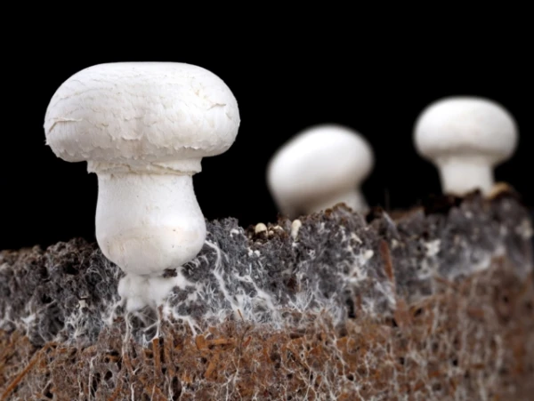 Scientists Create Waterless Toilet Based on Mushrooms
