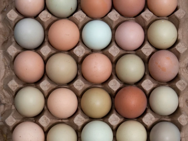 Why Are Chicken Eggs Different Colors?