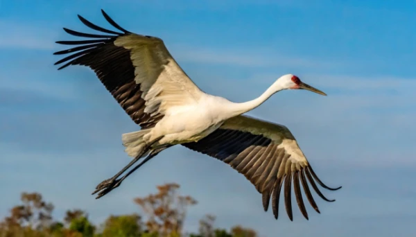 Cranes — Record Holders for Distance and Altitude of Flights. You Will Be Surprised by the Numbers