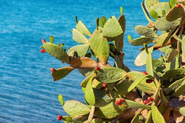 Mexican Entrepreneurs Create Vegan Leather from Cactus