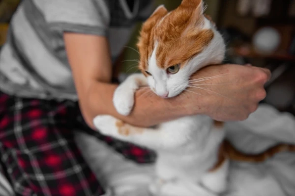 Why Does a Cat Bite When Being Petted?